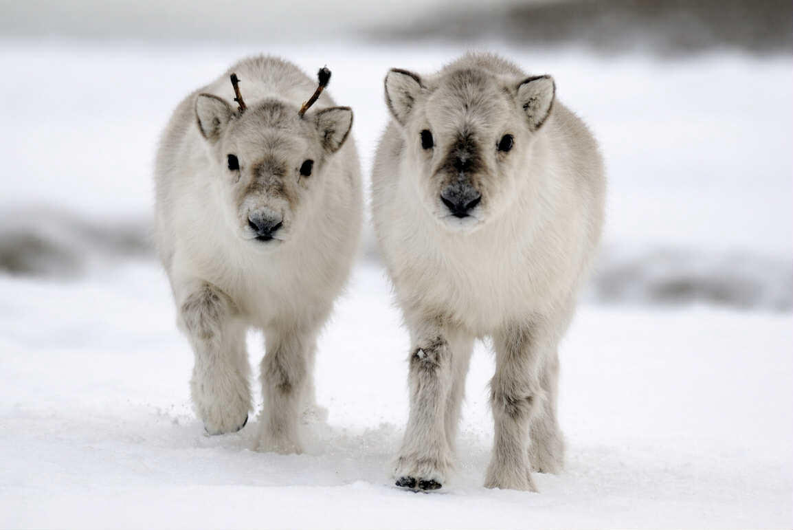 Text image with the phrase "Love is the most powerful force that exists", followed by the name "Andrea, Animal Medium".