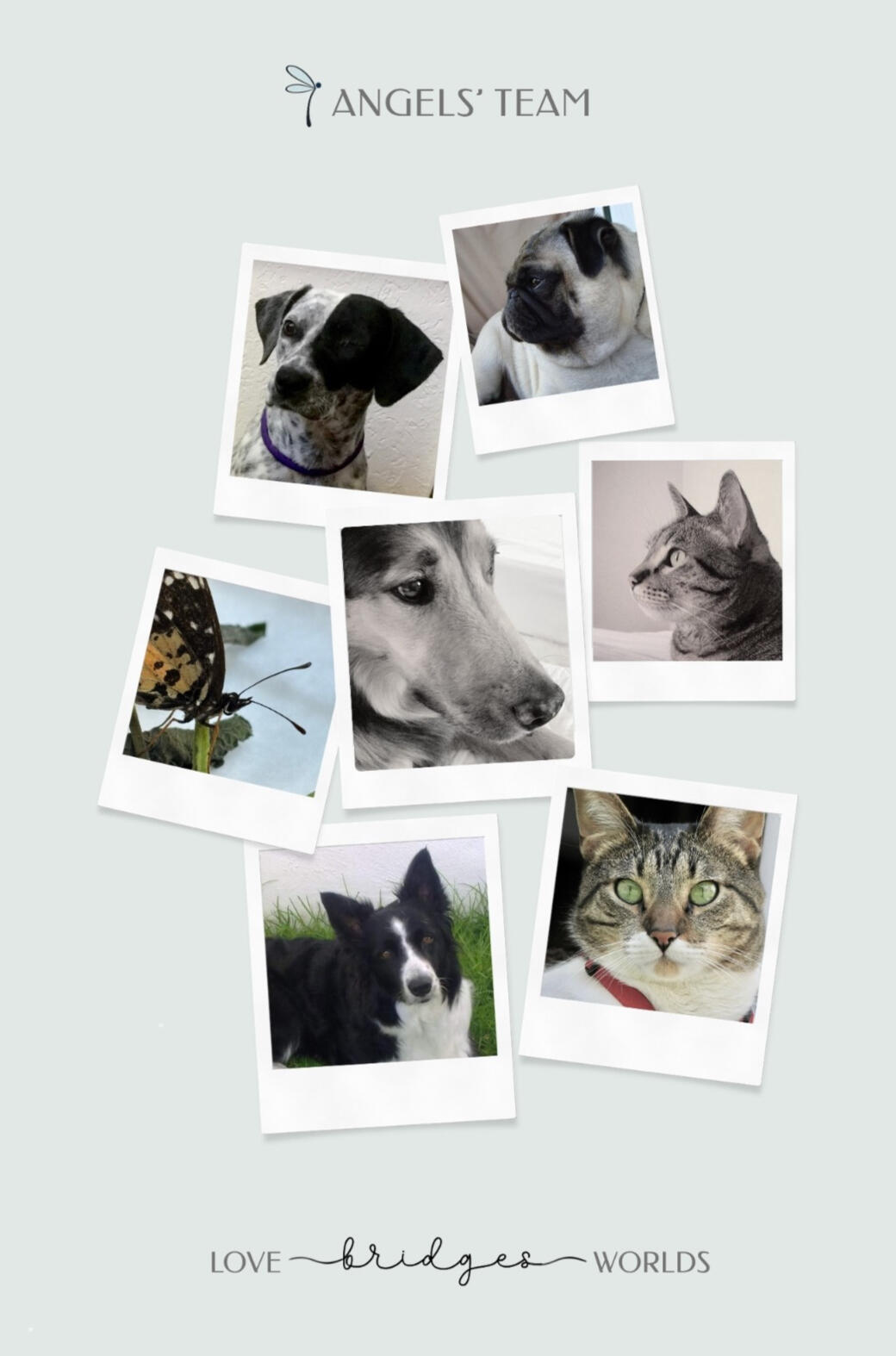 A heartfelt collage of Andrea’s beloved animal companions who have passed on — her angels — honoring their eternal presence and guidance in her spiritual journey — framed by the words “Eternal Love”.
