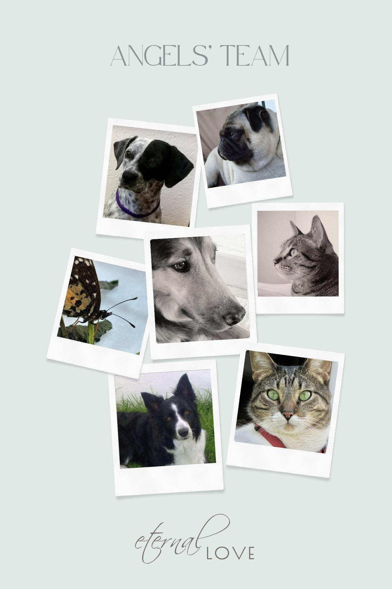 A heartfelt collage of Andrea’s beloved animal companions who have passed on — her angels — honoring their eternal presence and guidance in her spiritual journey — framed by the words “Eternal Love”.